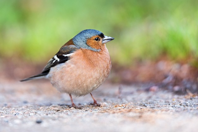 Chaffinch pecking at seed tray