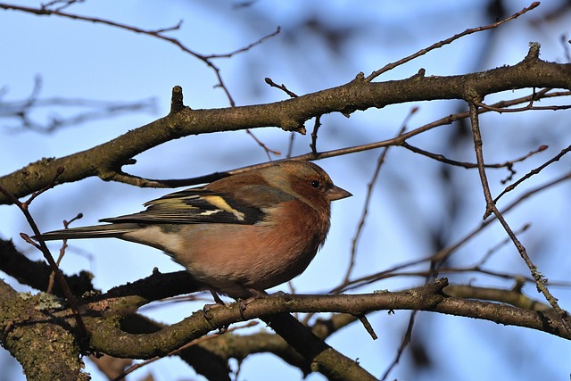 Chaffinch pecking at seed tray