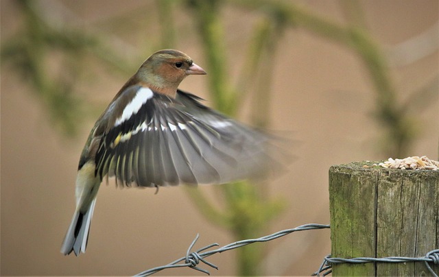 Chaffinch pecking at seed tray