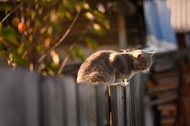 Chaffinch perched on wooden fence