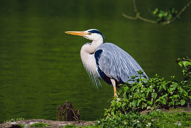 Checkout cart filled with bird