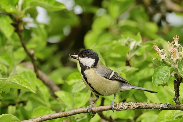 Checkout screen for garden bird supplies