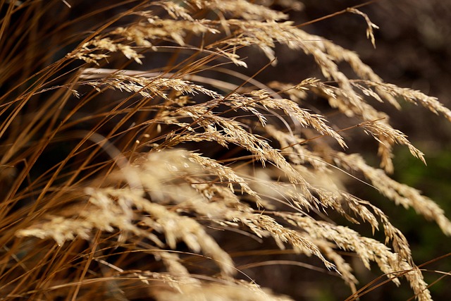 Clean, dry seed mix in feeder