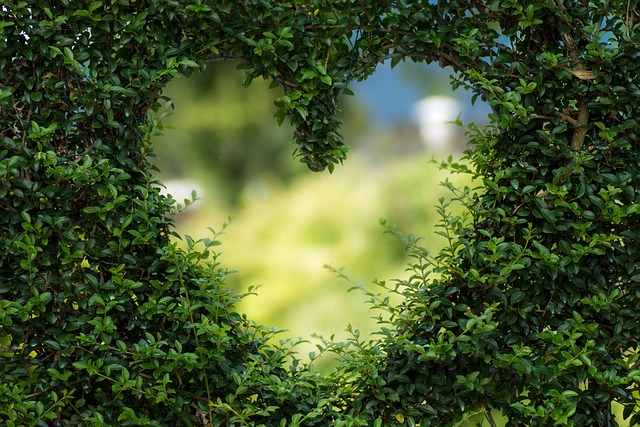 Clear bag of hulled sunflower hearts