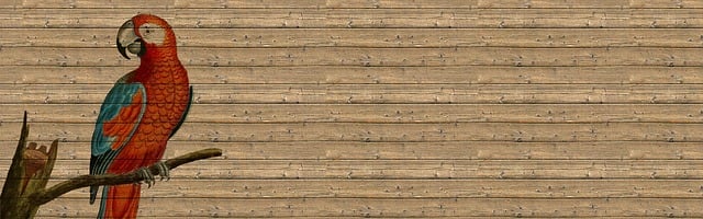 Click-and-collect bird food website banner