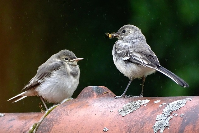 Close-up of anti-pigeon feeding mechanism