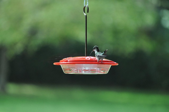 Close-up of birds at window feeder
