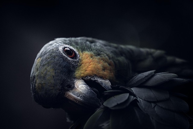 Close-up of birds on feeding station