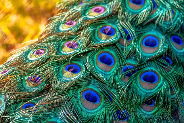 Close-up of birds on feeding station