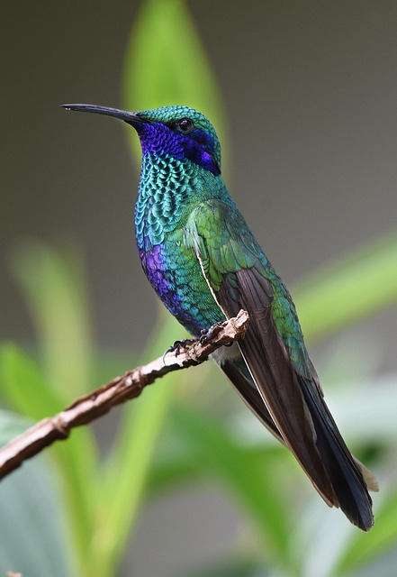 Close-up of birds on feeding station