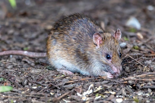 Close-up of caged ground feeding station