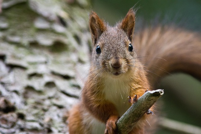 Close-up of feeder mechanism blocking squirrels