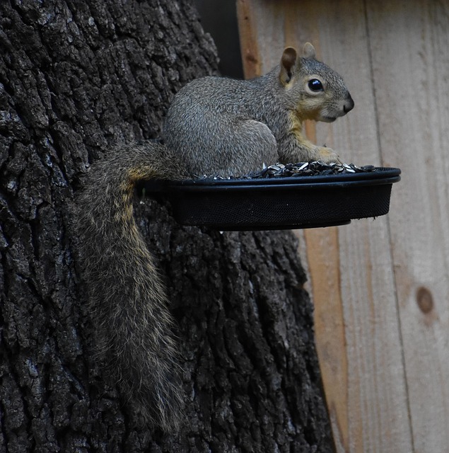 Close-up of feeder mechanism blocking squirrels