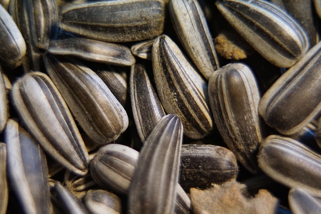 Close-up of finch cracking sunflower seed