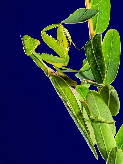 Close-up of fledgling eating insects