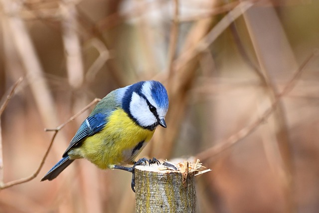 Close-up of labelled bird feed packaging