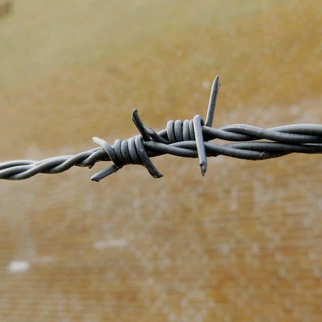 Close-up of mealworms in wire cage
