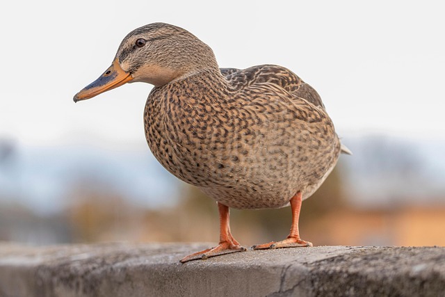 Close-up of no-mess bird seed mix