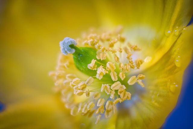 Close-up of peanuts for garden birds