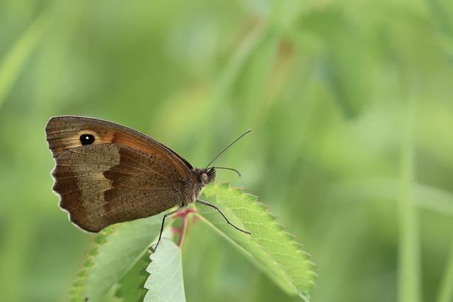 Close-up of peanuts on feeding table