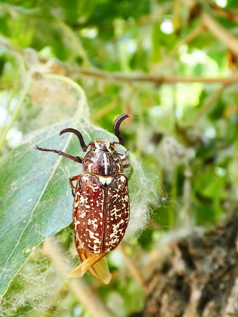 Close-up of peanuts on feeding table