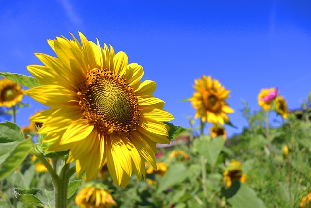 Close-up of premium sunflower hearts in bag