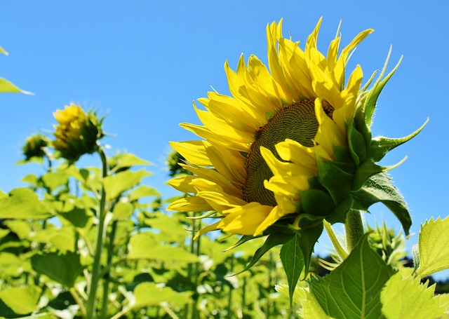 Close-up of premium sunflower hearts in bag