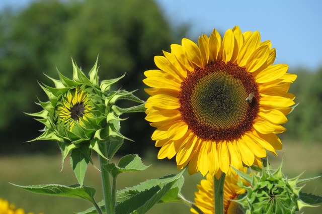 Close-up of premium sunflower hearts in bag