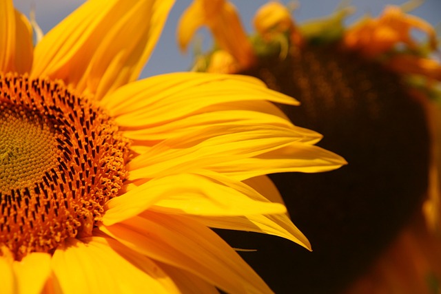 Close-up of premium sunflower hearts in bag