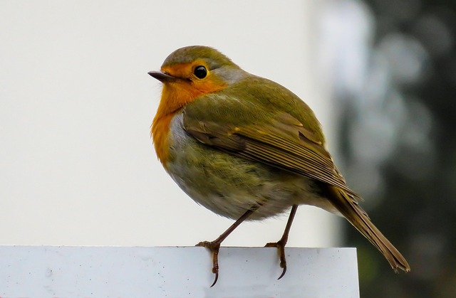 Close-up of robin in garden