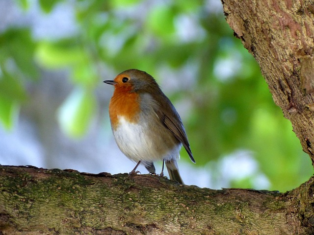 Close-up of robin in garden