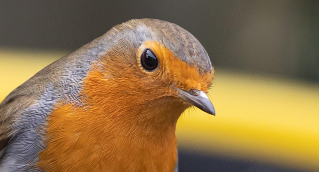 Close-up of robin in garden