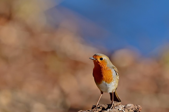 Close-up of robin near mealworm tray