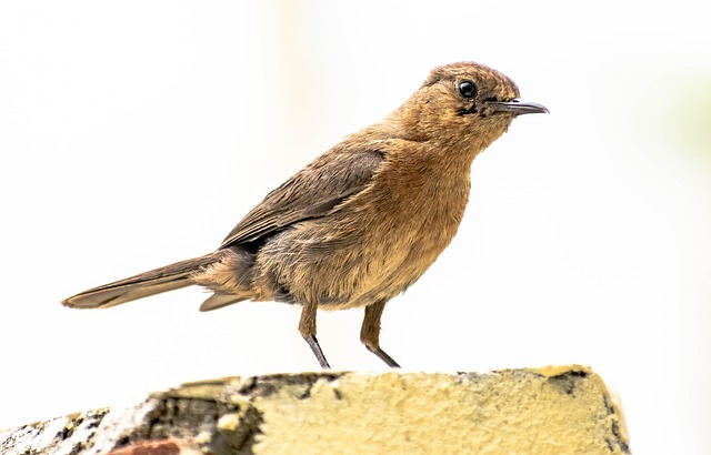 Close-up of robin near mealworm tray