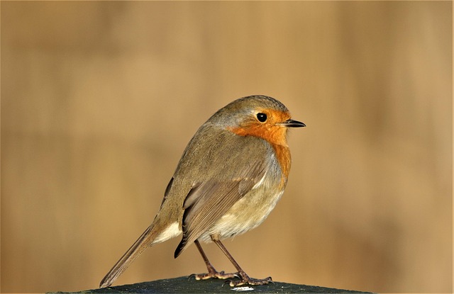 Close-up of seeds attracting small robins