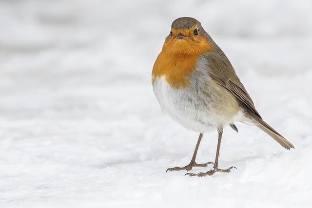 Close-up of seeds attracting small robins