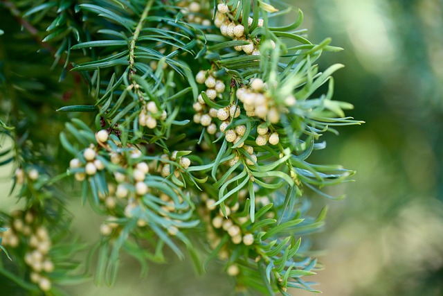 Close-up of seeds for garden birds