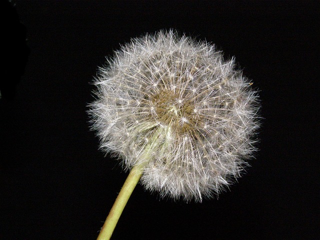 Close-up of seeds for garden birds