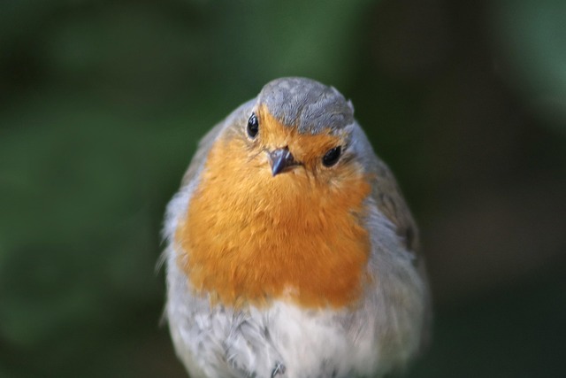 Close-up of seeds for garden birds