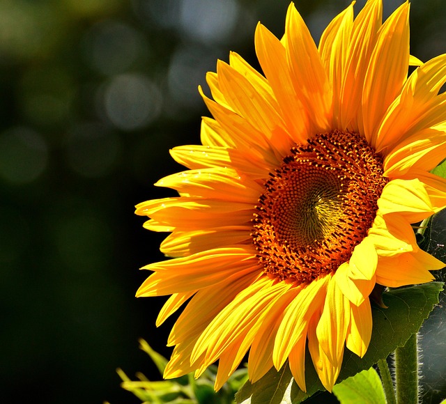 Close-up of shelled sunflower seeds