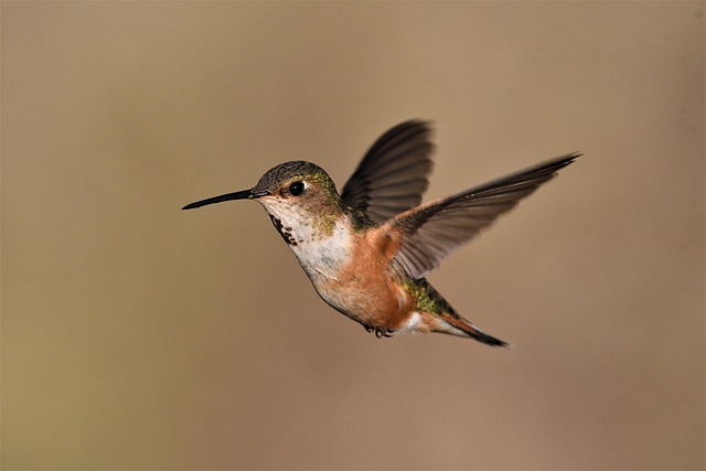 Close-up of small birds eating safely