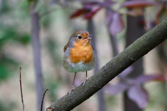 Close-up of small birds eating safely