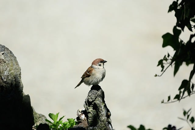 Close-up of sparrows at ground feeder