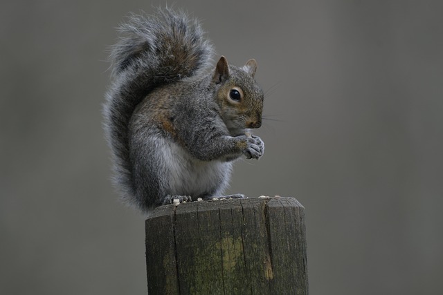 Close-up of squirrel being deterred feeder