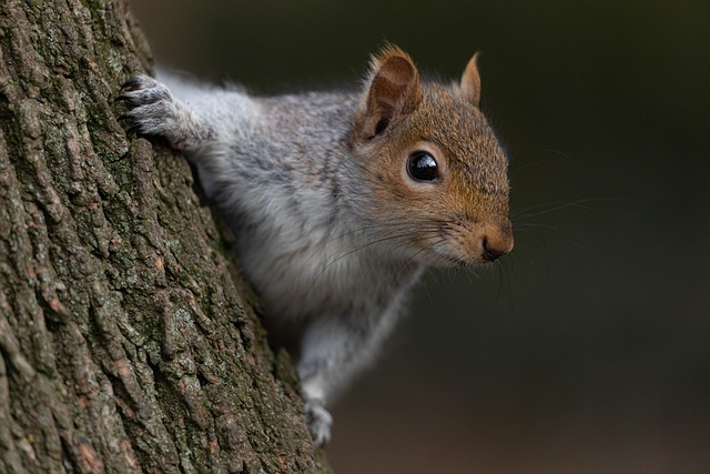 Close-up of squirrel being deterred feeder