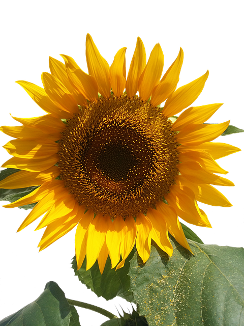 Close-up of sunflower and millet seeds