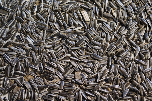 Close-up of sunflower bird seed