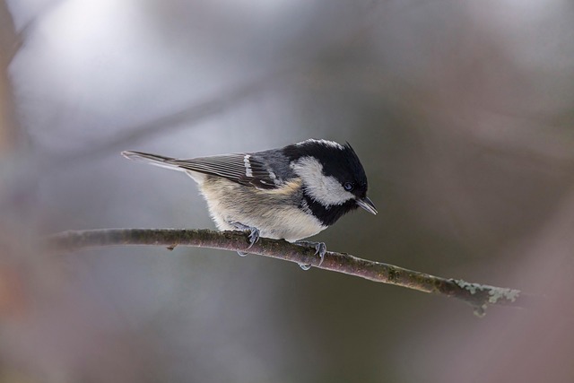 Close-up of sunflower bird seed