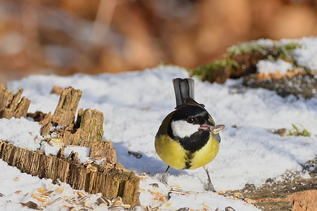 Close-up of sunflower bird seed