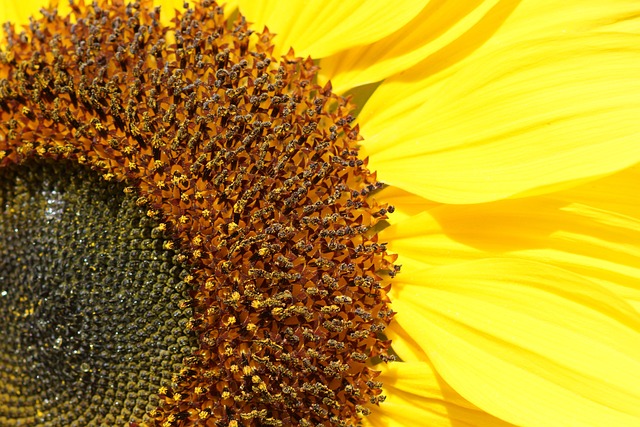 Close-up of sunflower hearts in scoop